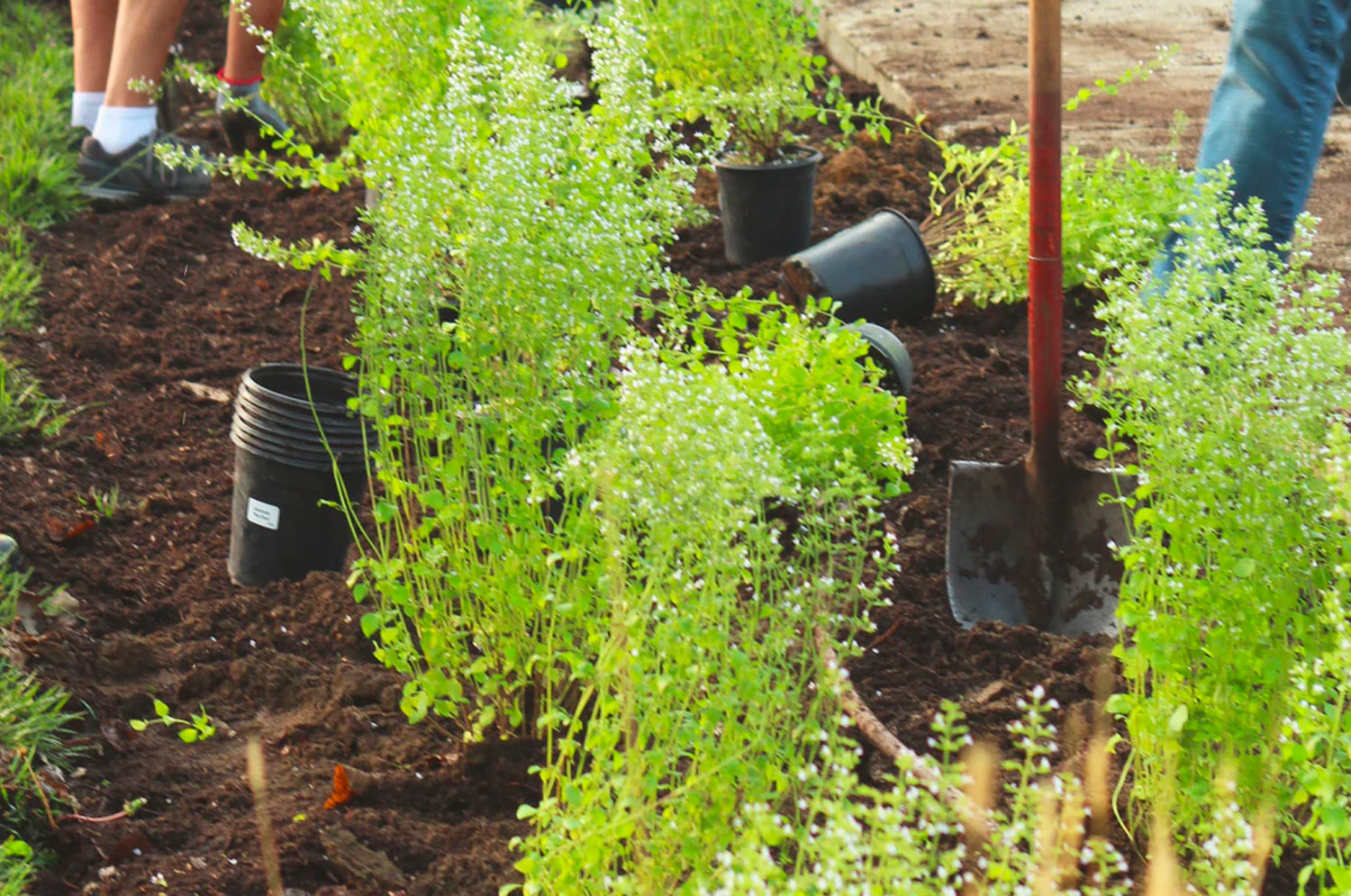 Planting planting
